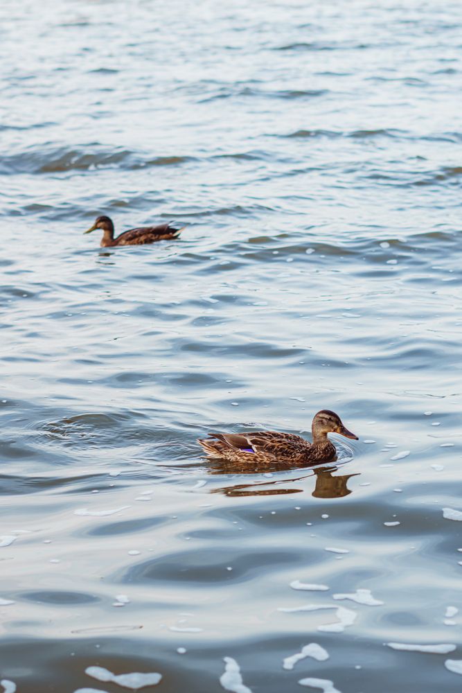 Фотография автора Марина Кожемякина