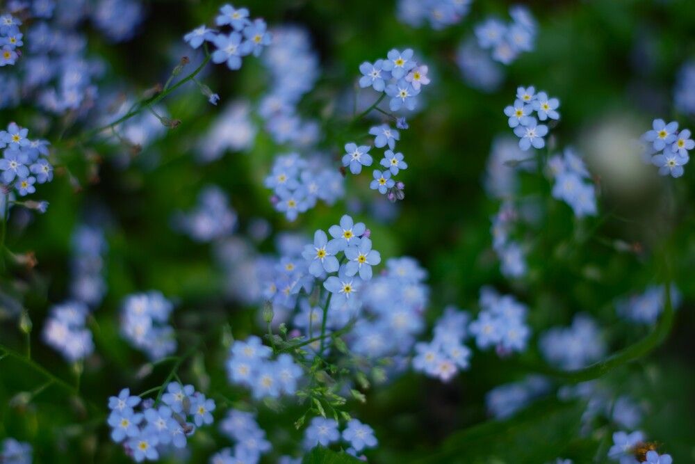 Photograph by Олег Черноокий