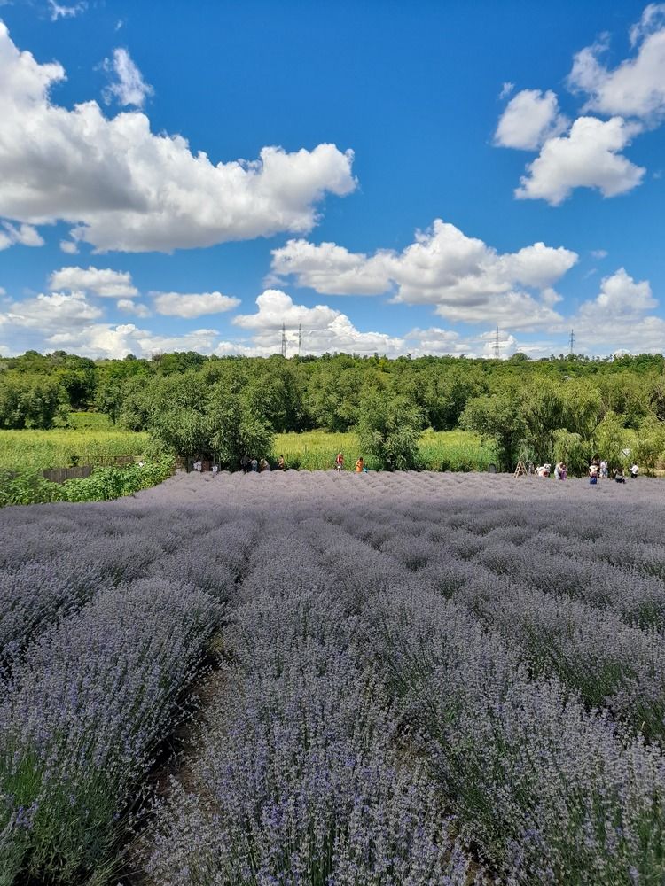 ....watching in the lavender field...!!!