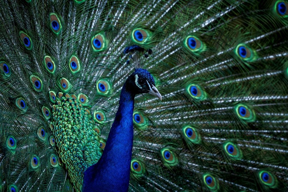 Photograph by nimalan subramaniam