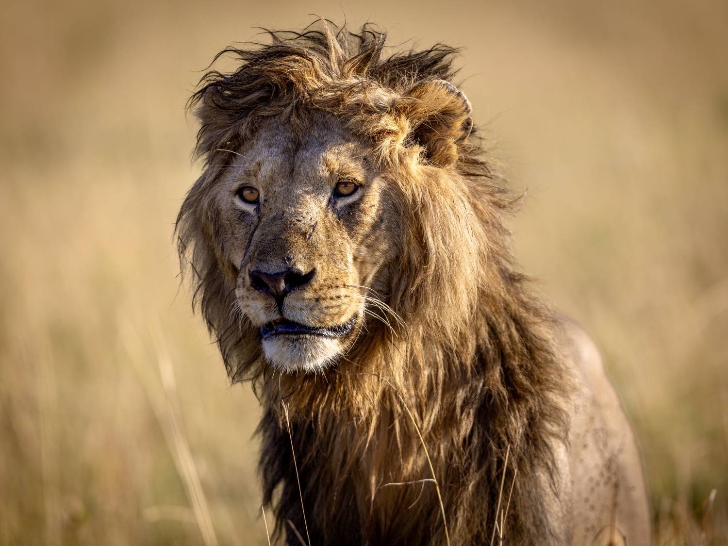 Фотография #13179825