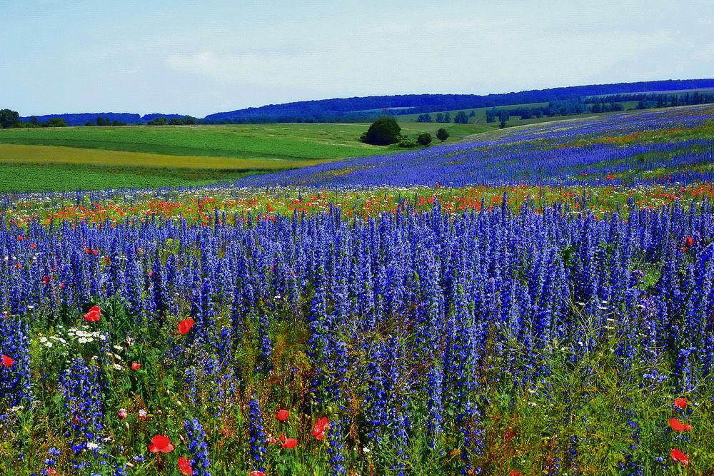 Фотография автора ВЛАДИМИР Тертышник
