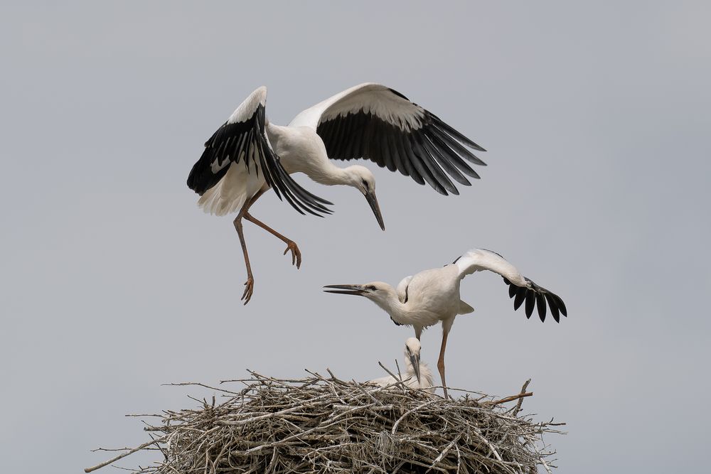 Photograph by TORNIKE PAPKIAURI