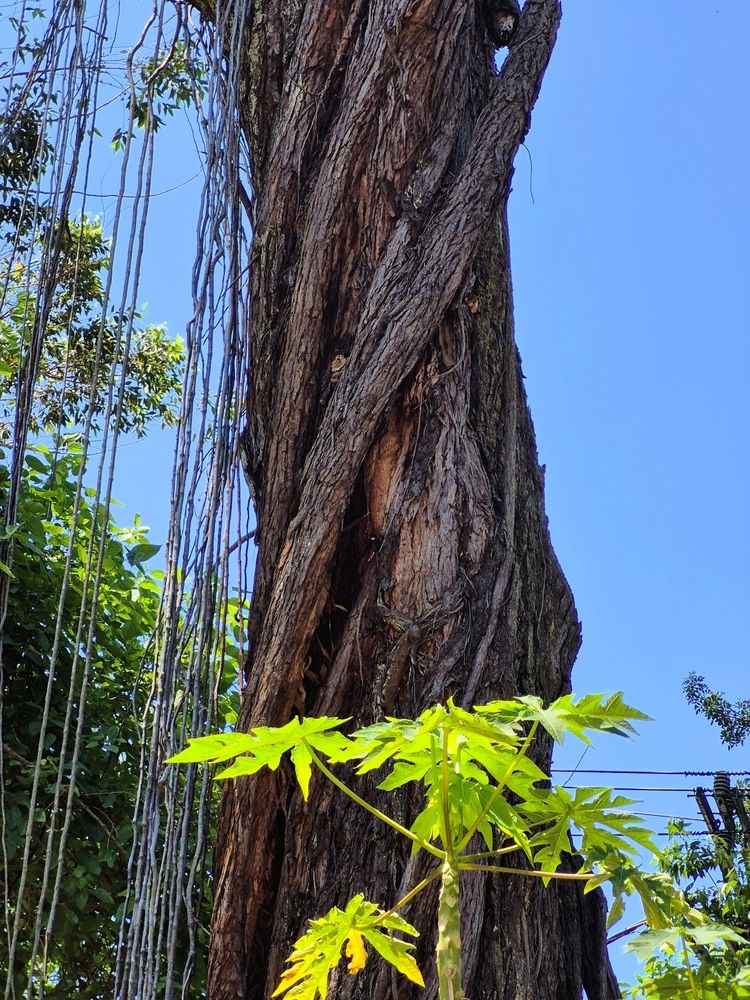 Photograph by Rosane Cortez