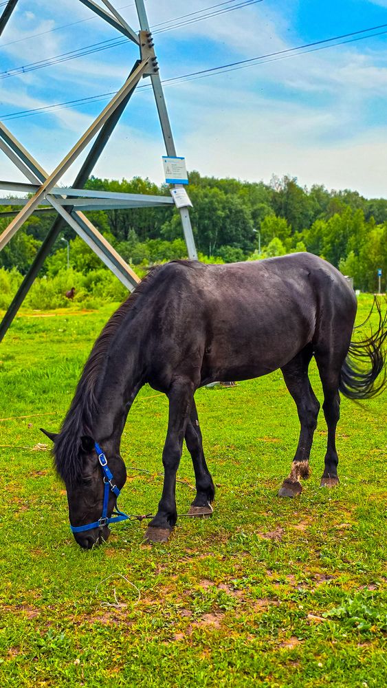 Фотография автора Юлия Киш