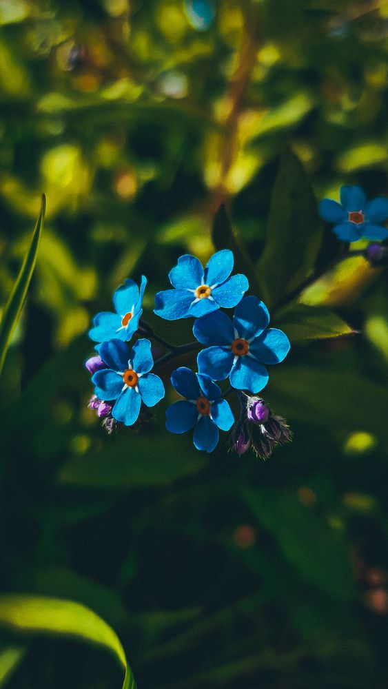 Фотография автора Юлия Киш