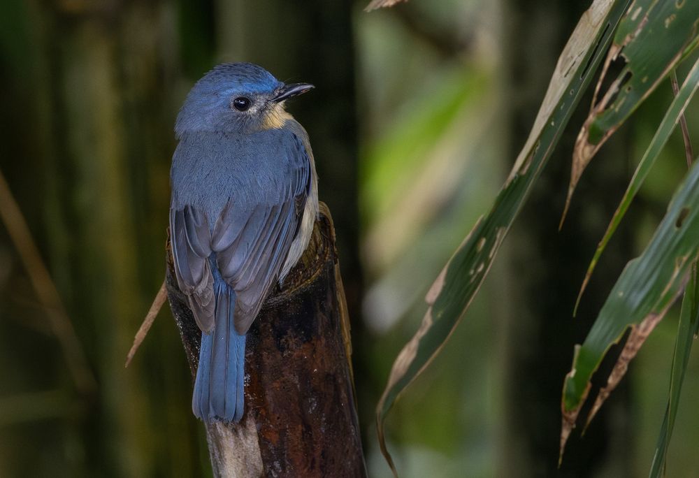 Photograph by K.G.Supun Nayanajith Samaraweera Nayanajith