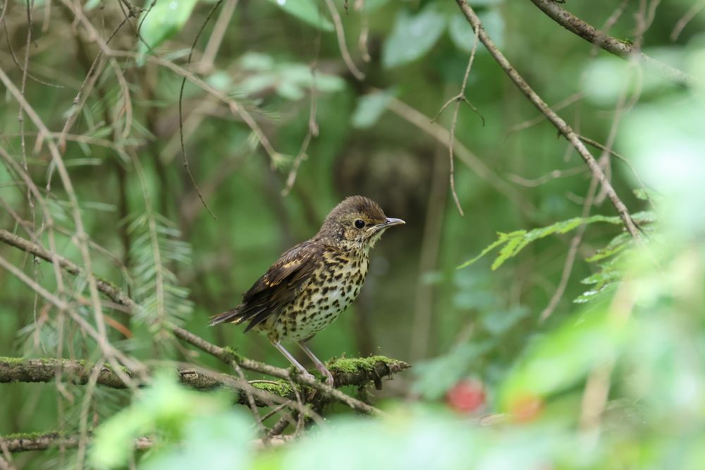 Певчий дрозд.
