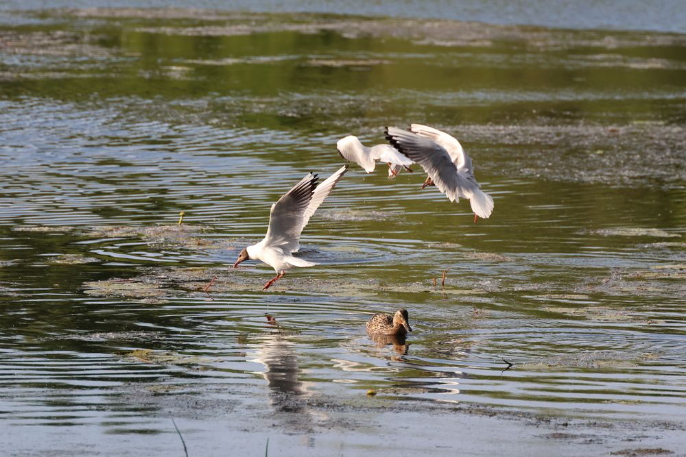 За добычей.