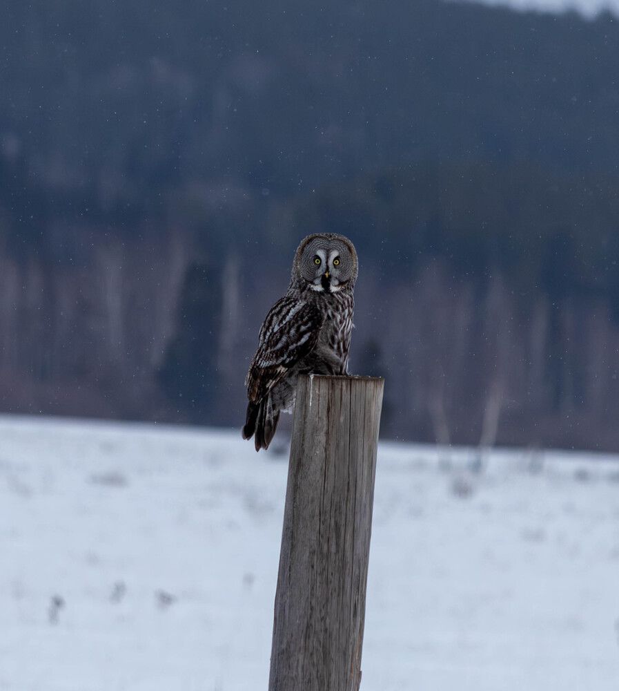 Photograph by Артем Капустин