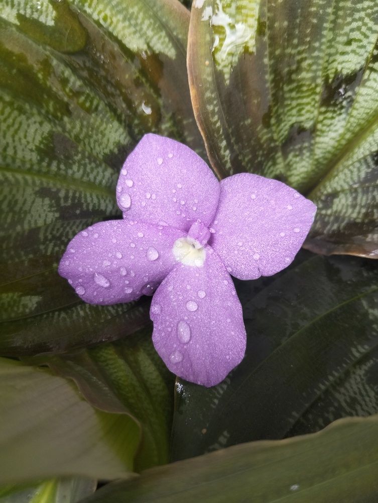 Violet Little flower with Drops after Rain