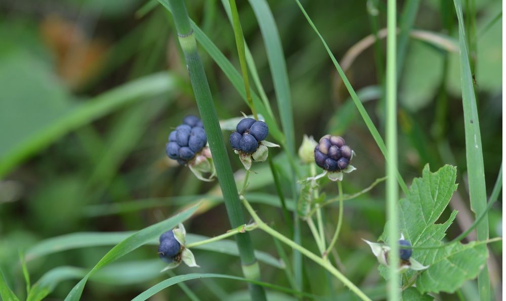 Photograph by Марина Лосева