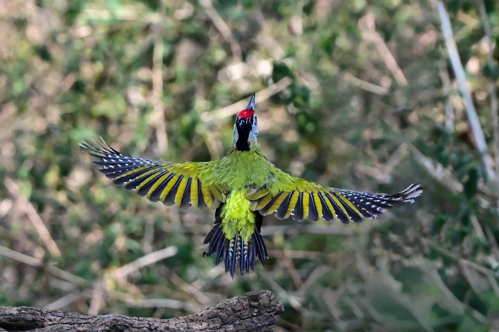 Photograph by Amit Joshi