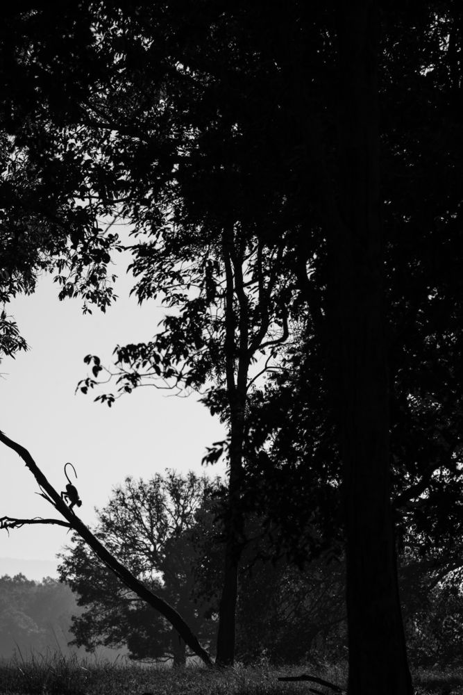 Between Branch and Breath