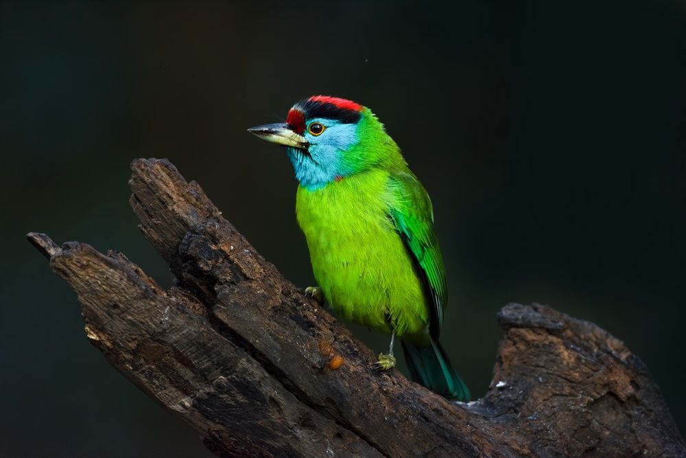Photograph by Ganesh Mandavkar