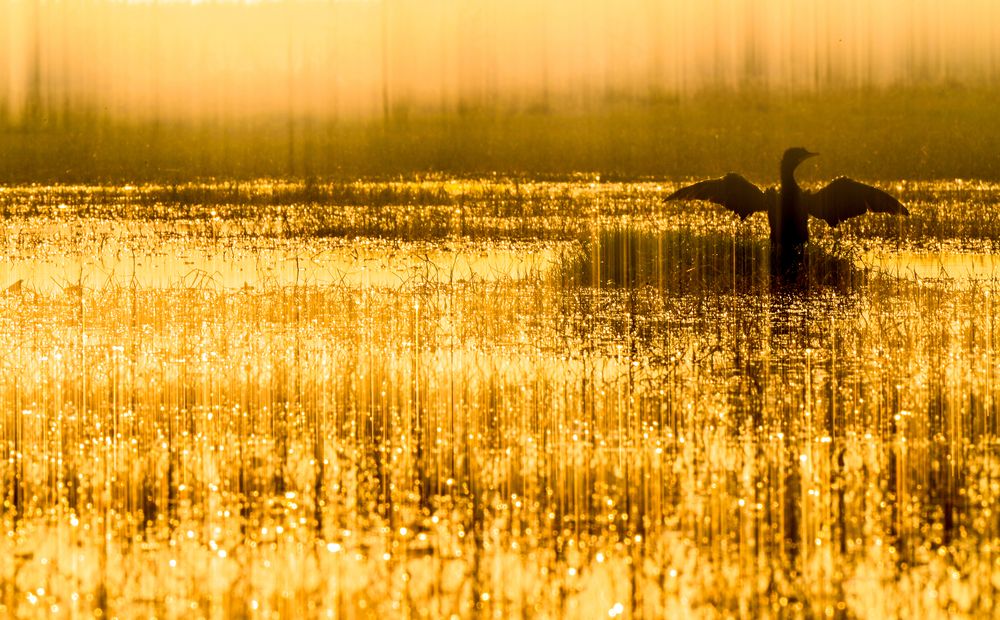 First Light Over the Wetland