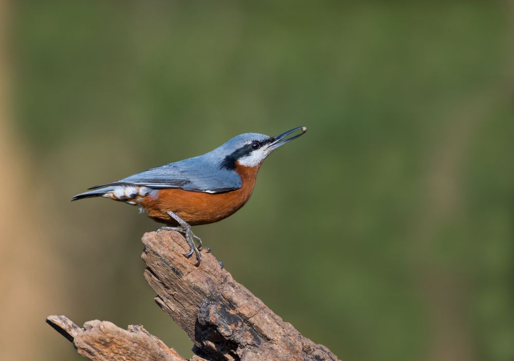 Photograph by Ganesh Mandavkar