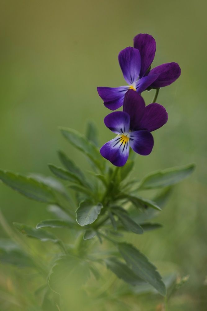 Photograph by Микрокосмос Владимир