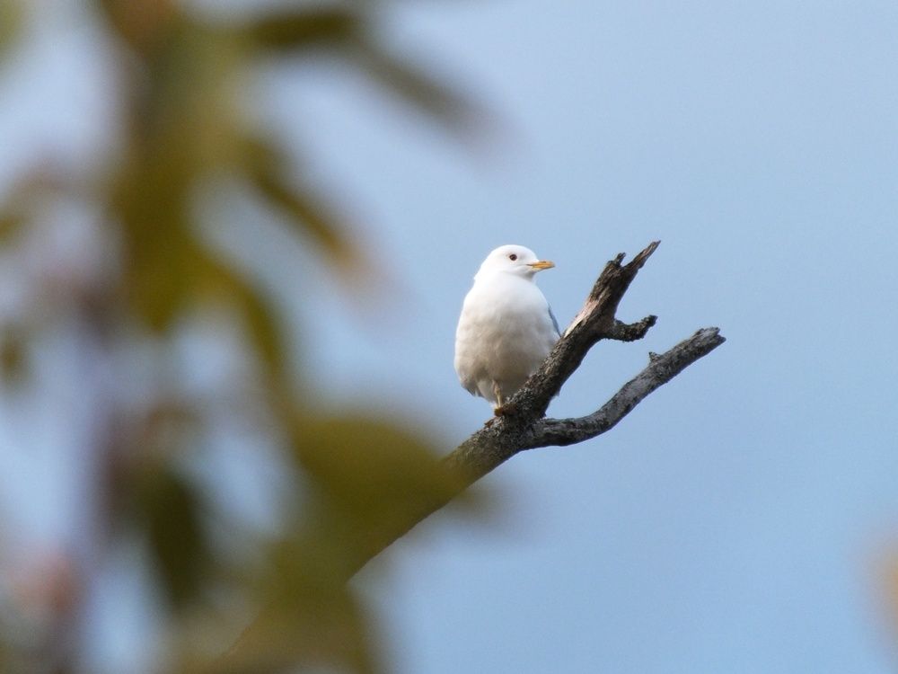 Фотография автора Андрей Шестаков