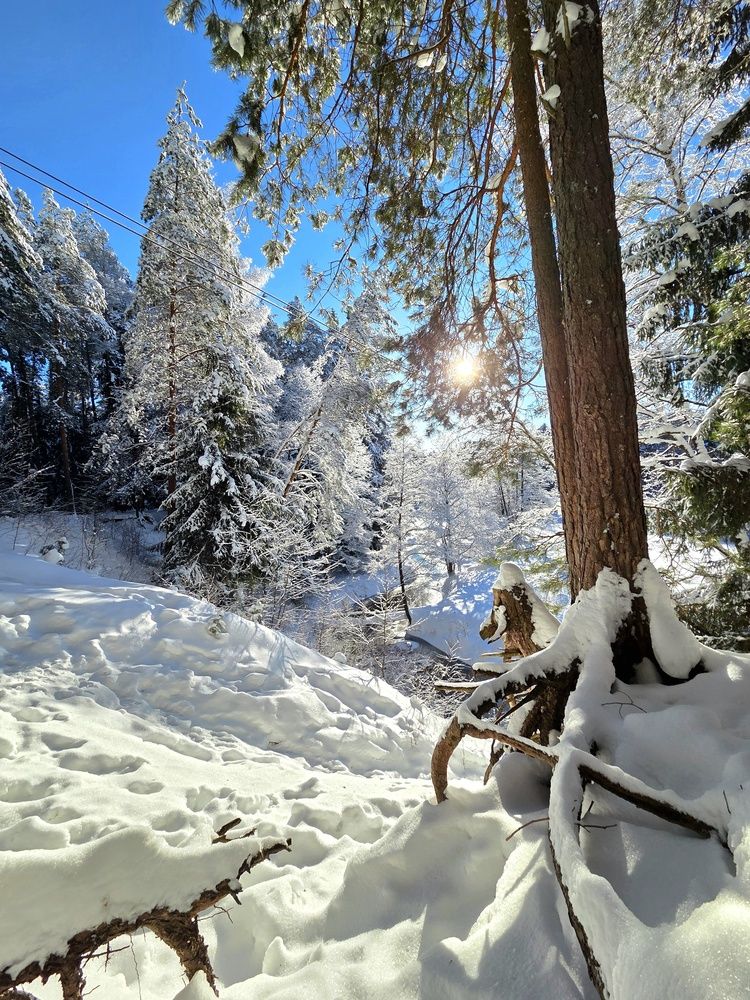 Фотография автора Elena Polonetskaya