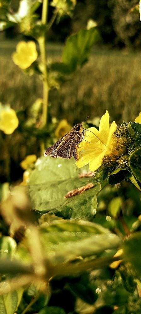 Photograph by Murli Chandrakar