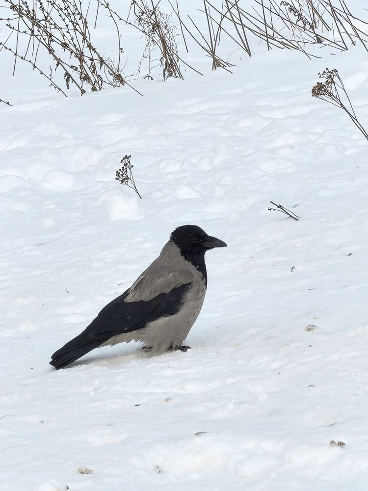 Фотография автора Александр Сипаров