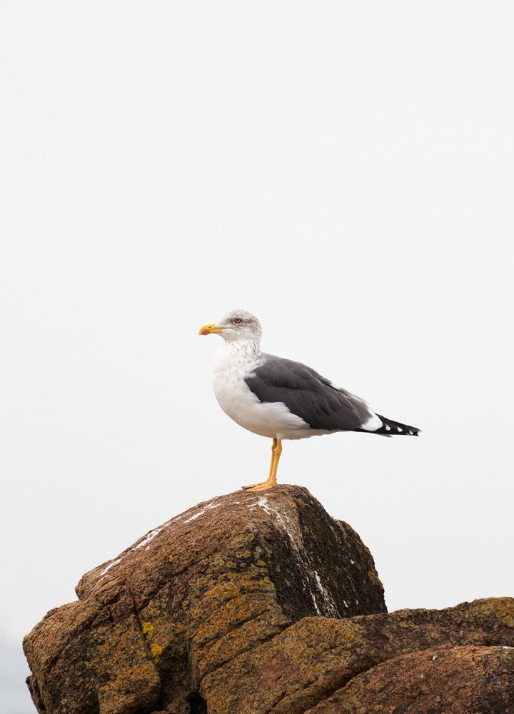 An adult seagull