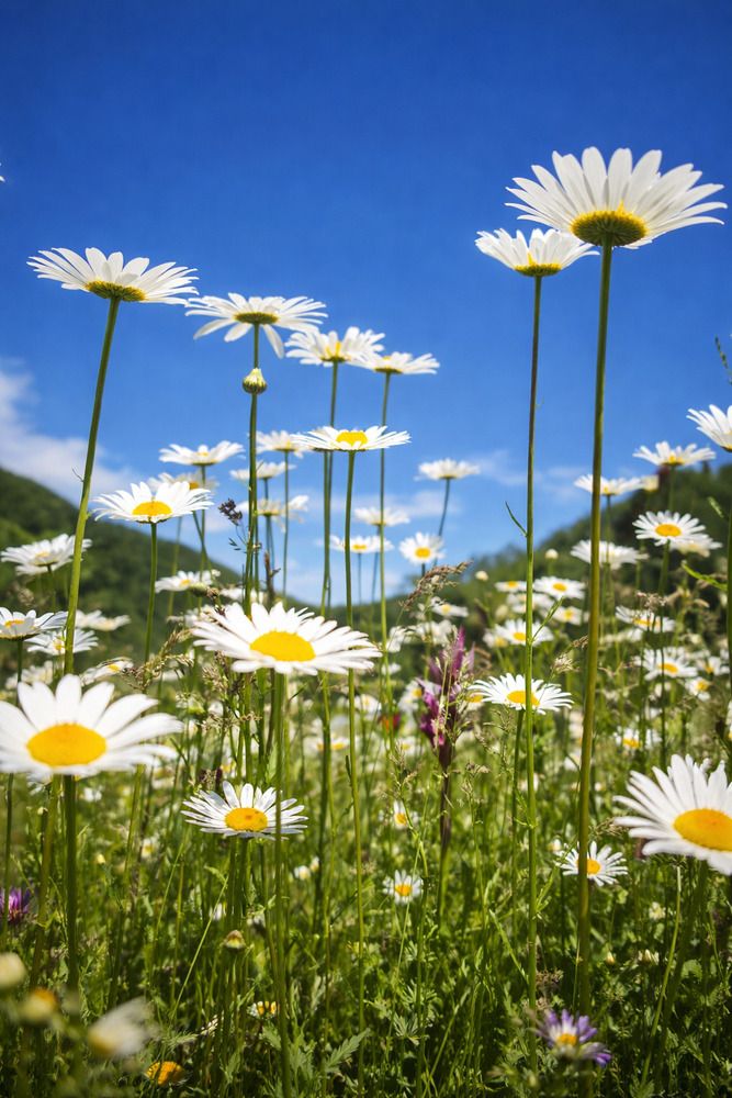 Фотография автора Ольга Костенко