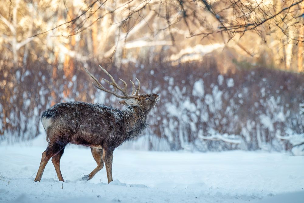 Photograph by Сергей Немцев