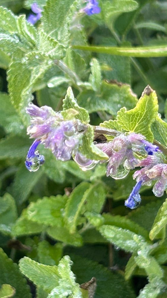 Фотография автора Амирова Анар