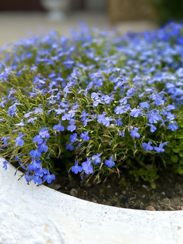 Фотография автора Амирова Анар