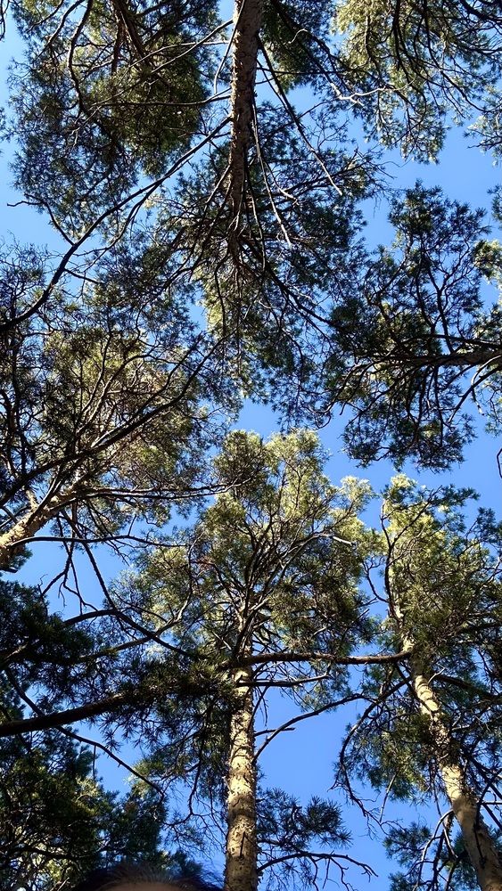 Фотография автора Амирова Анар