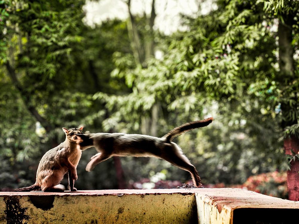 Photograph by Debayan Bhattacharya