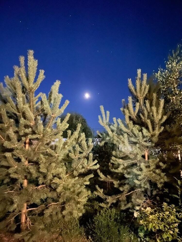 Photograph by Светлана Парамонова