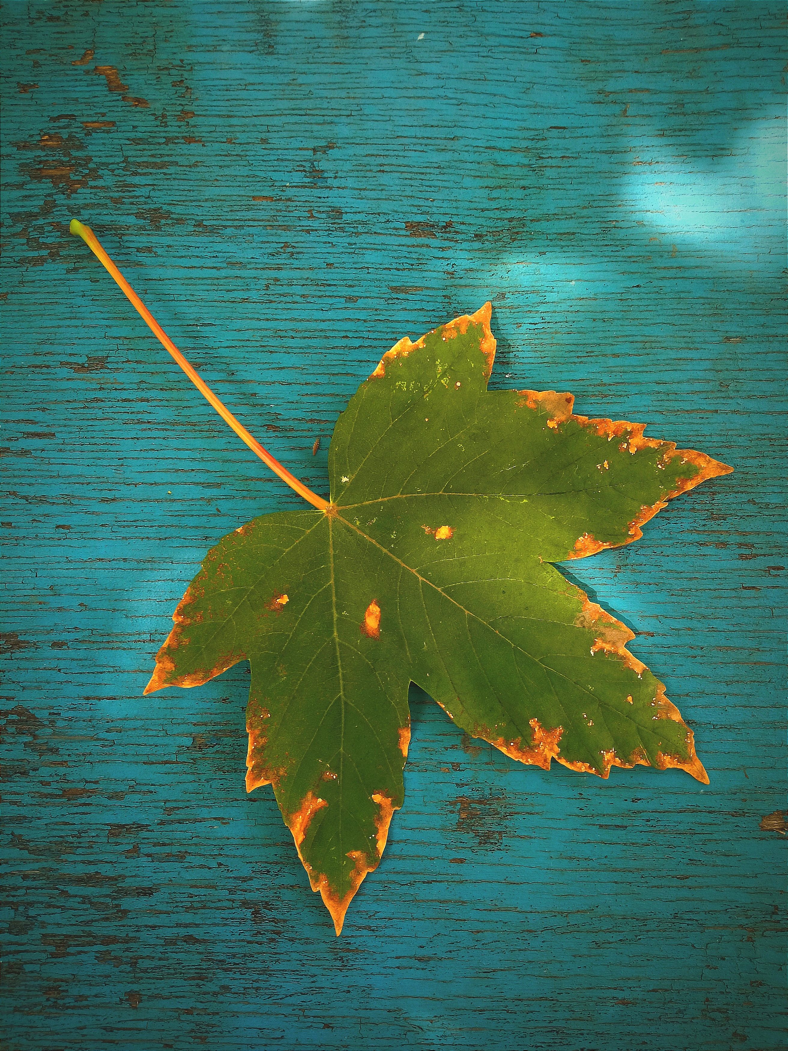 Photograph by Светлана Ищенко