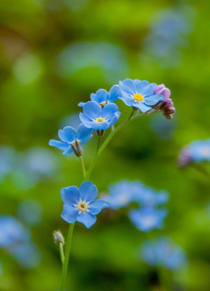 Photograph by Ольга Заповедная