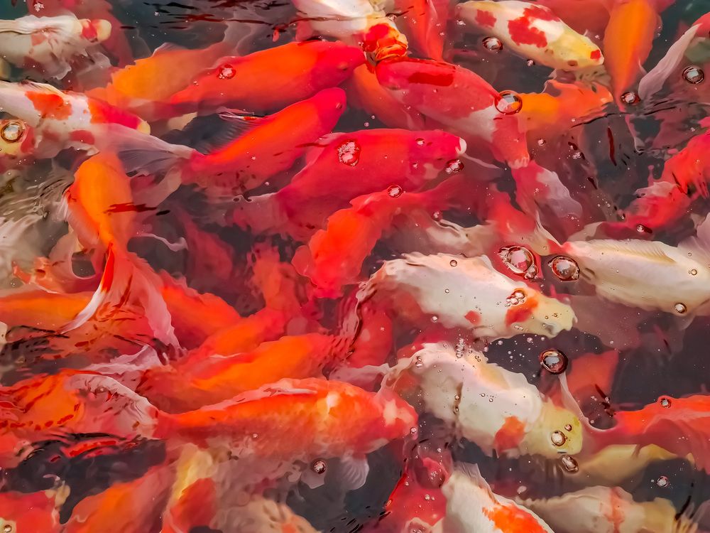 Photograph by Pavel Milovankin