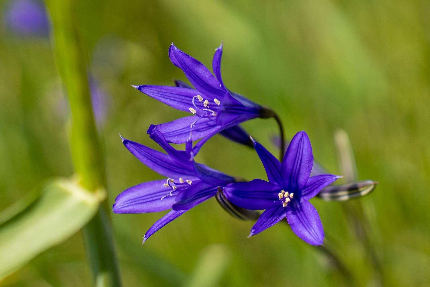 Фотография #13182445