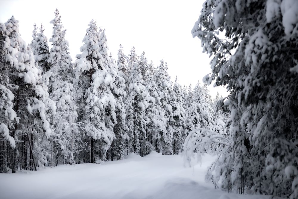 Фотография автора Ксения Рябухина