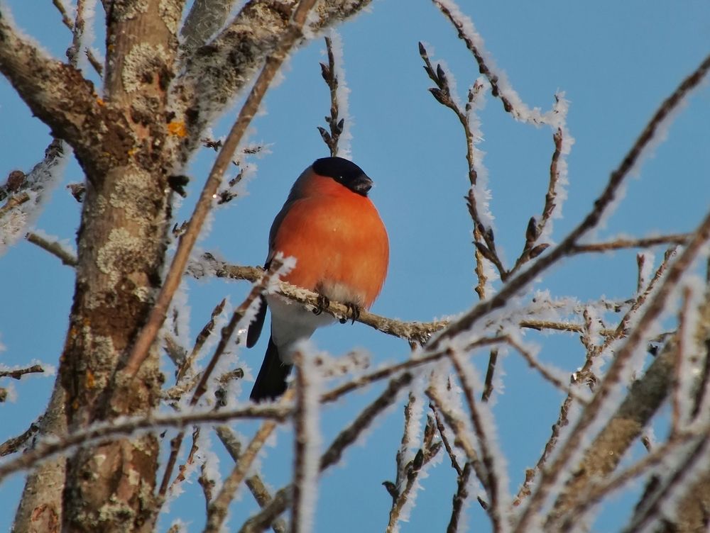 Фотография автора Андрей Шестаков