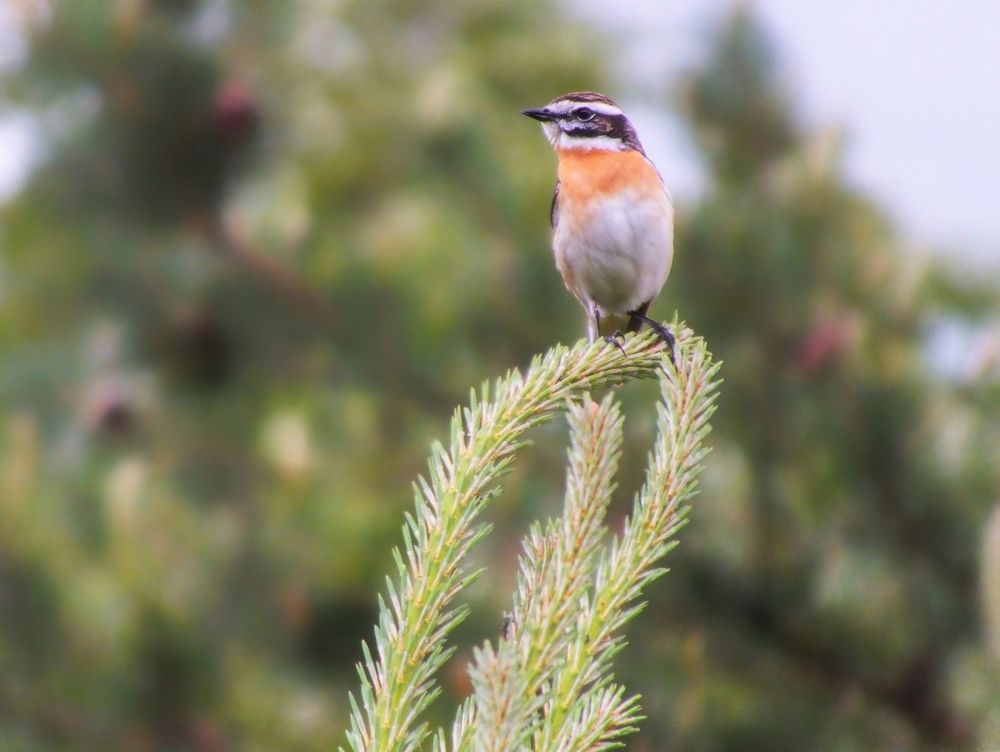 Фотография автора Андрей Шестаков