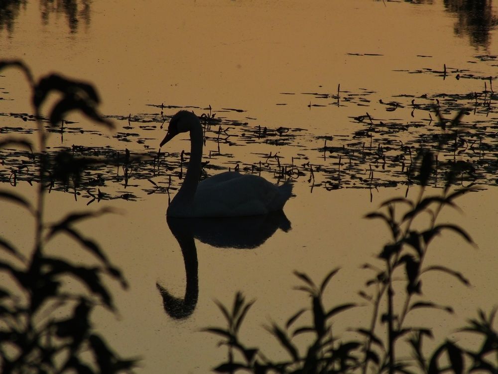 Фотография автора Андрей Шестаков