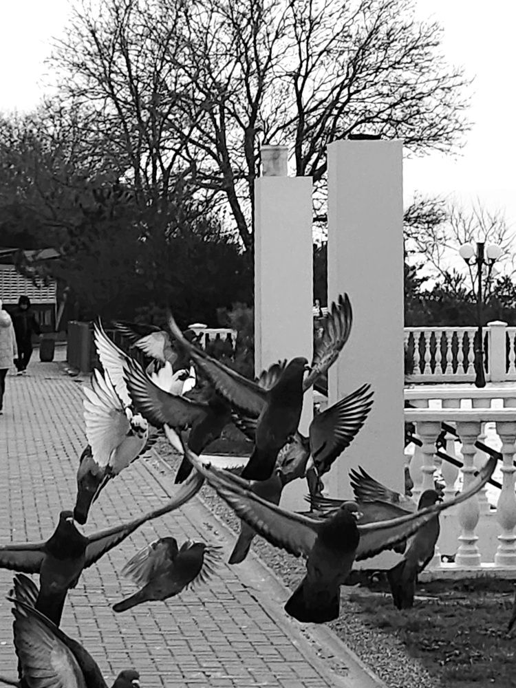 Фотография автора Tatiana Shirenko