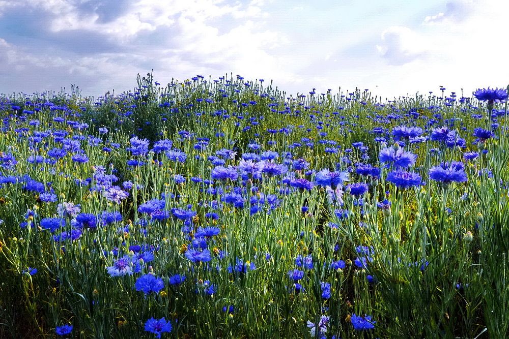 Фотография автора ВЛАДИМИР Тертышник