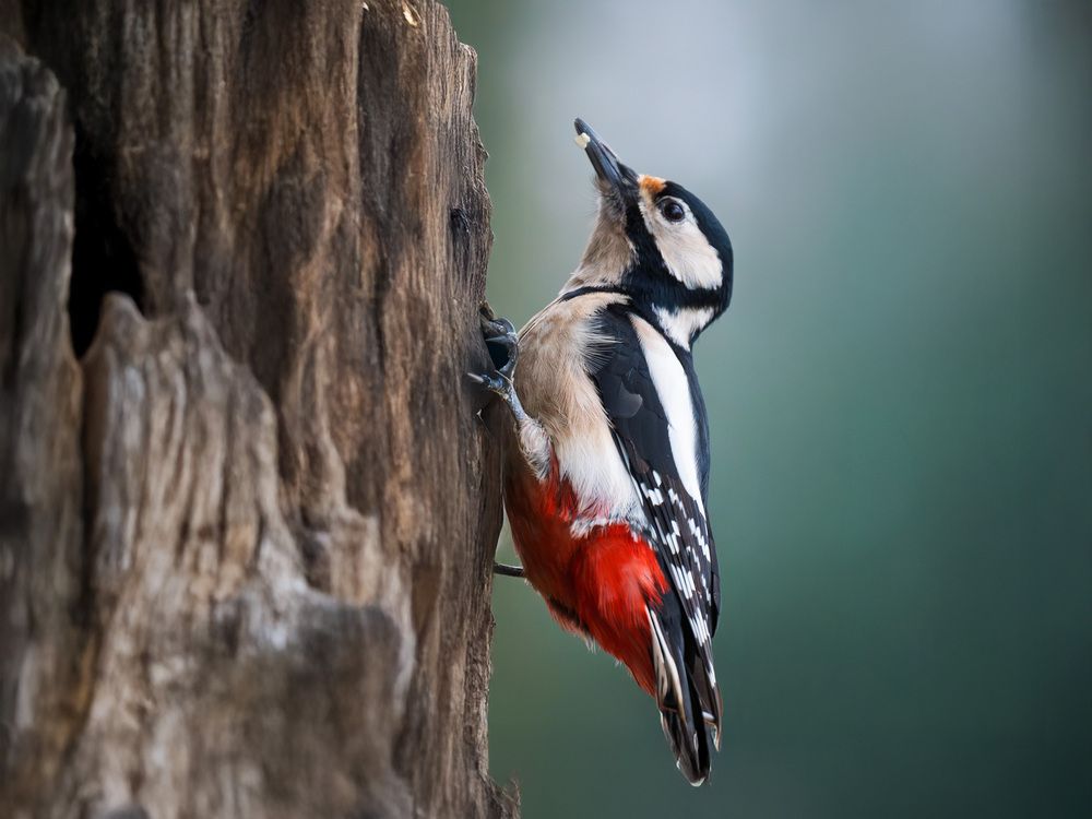 Photograph by Liviu Ciprian Hiticas