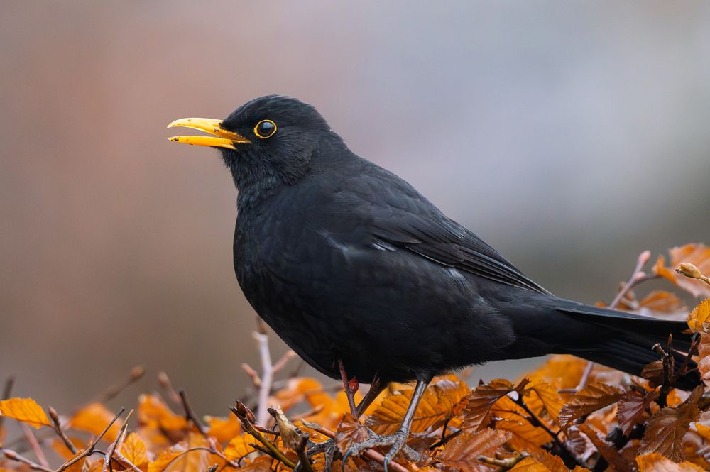 Photograph by Liviu Ciprian Hiticas