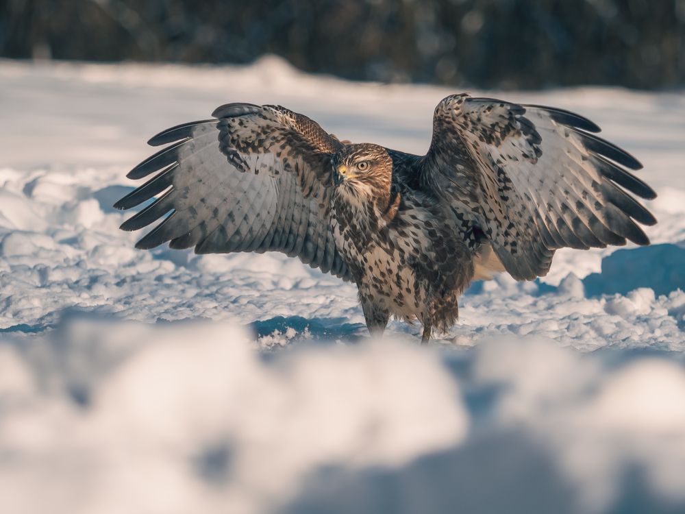 Photograph by Gergely Janovszky