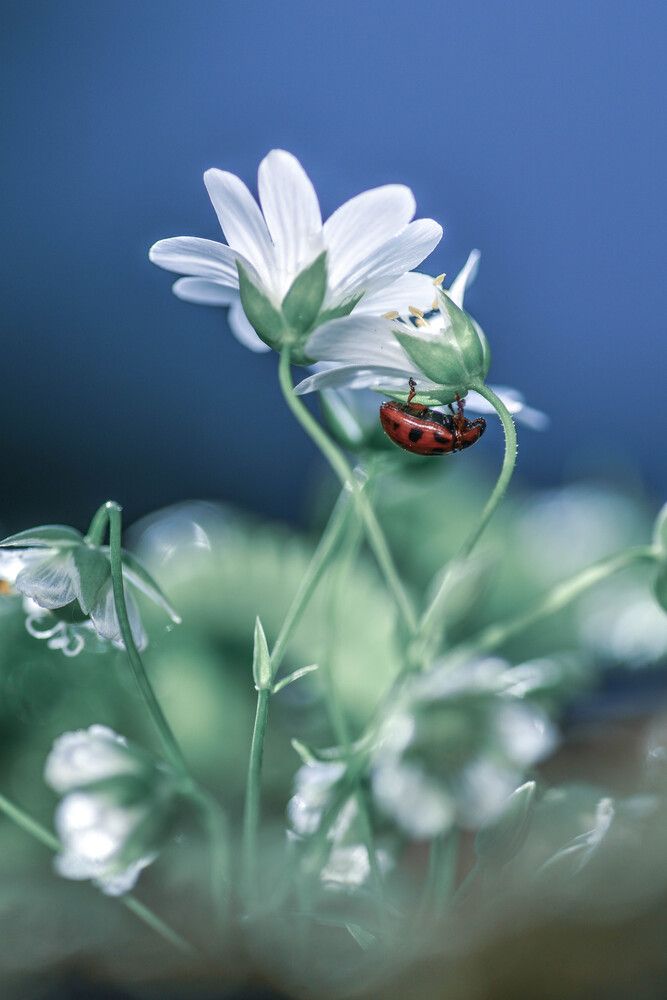 Photograph by Lapshina Vladlena