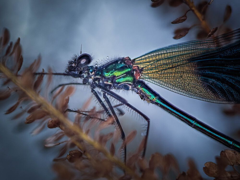 Photograph by Lapshina Vladlena