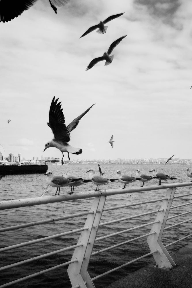 Between Flight and Rest